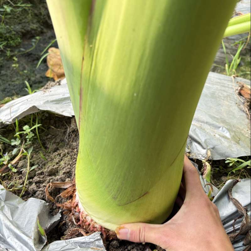 湛江芋头