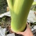 湛江芋头