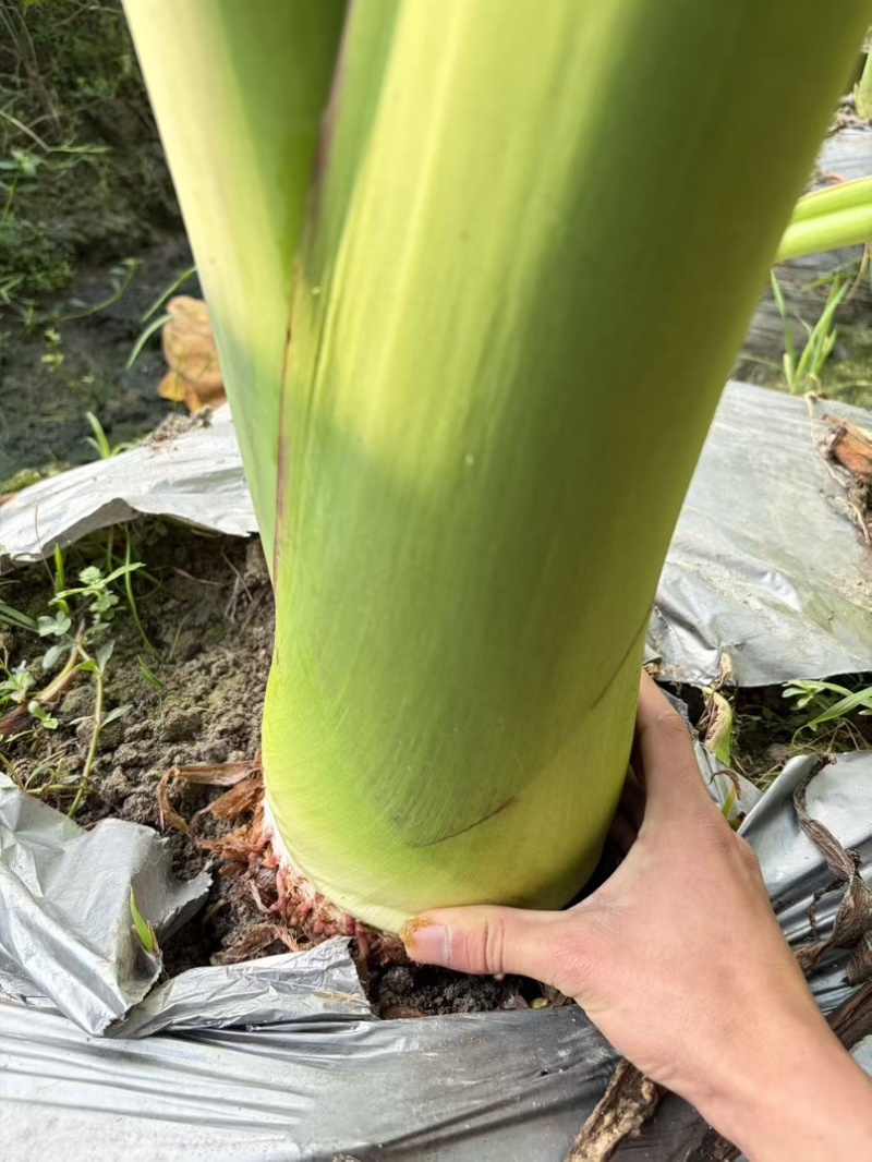 湛江芋头