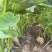 湛江芋头