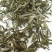 2026年黄金一号茶，黄金二号茶，大量上市，茶叶基地一手