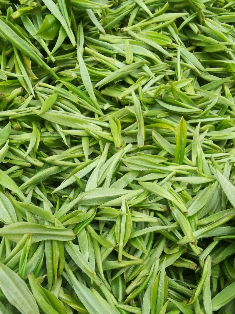 2026年黄金一号茶，黄金二号茶，大量上市，茶叶基地一手
