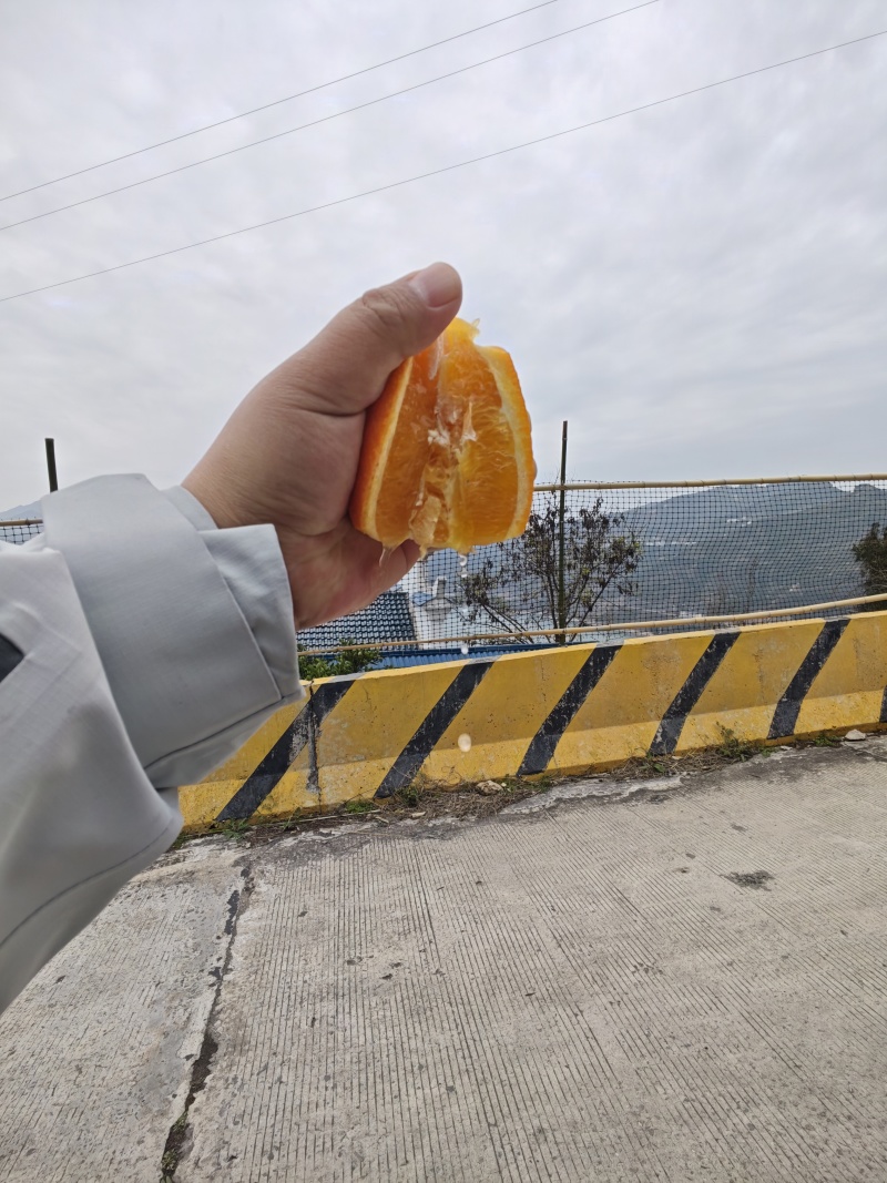 秭归脐橙产地直采直发伦晚九月红血橙圆红长虹