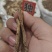 精品湖北独活通货