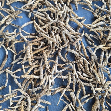 精品虫草正宗纯野生虫草产地直发一手货源品质保障