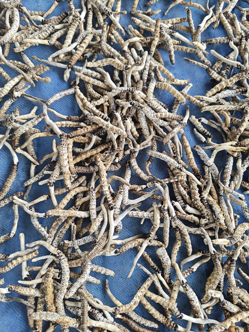 精品虫草正宗纯野生虫草产地直发一手货源品质保障