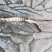 精品虫草正宗纯野生虫草产地直发一手货源品质保障