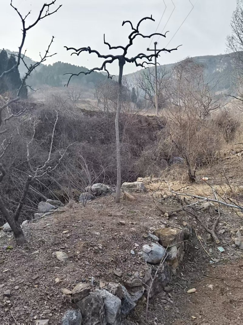 龙爪槐