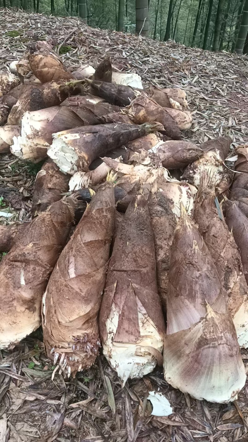 泸州楠竹笋品质好价格可以谈发信息或者打电话
