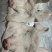 带耳猪头皮