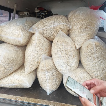 供应苤菜根纯根
