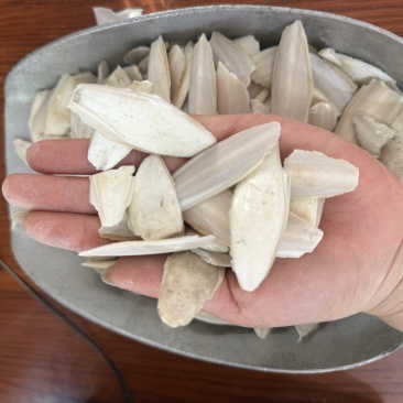 海螵蛸产地广西无硫无杂质