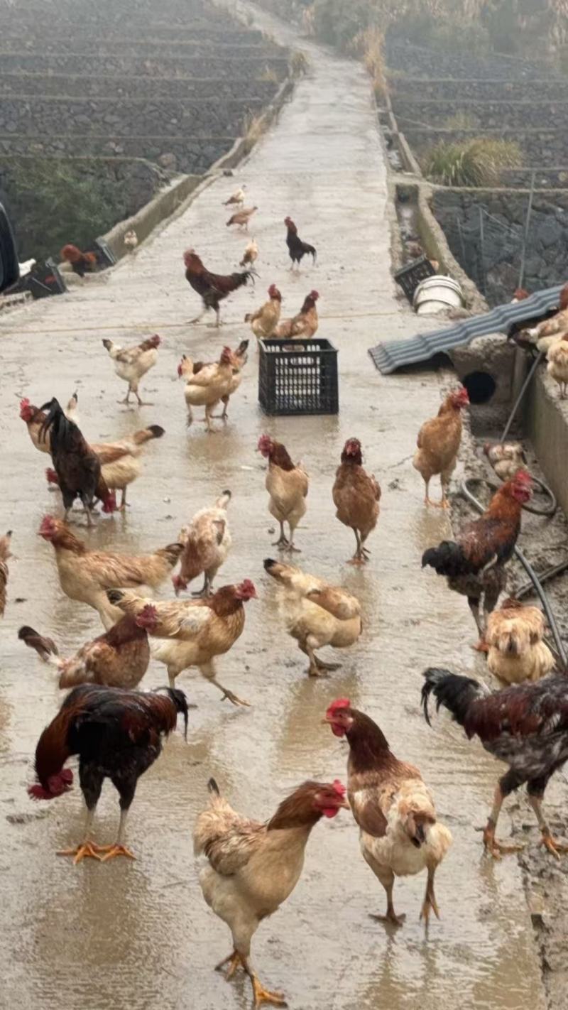 正宗散养跑山鸡纯粮食生态放养土鸡活鸡基地直发品质保证