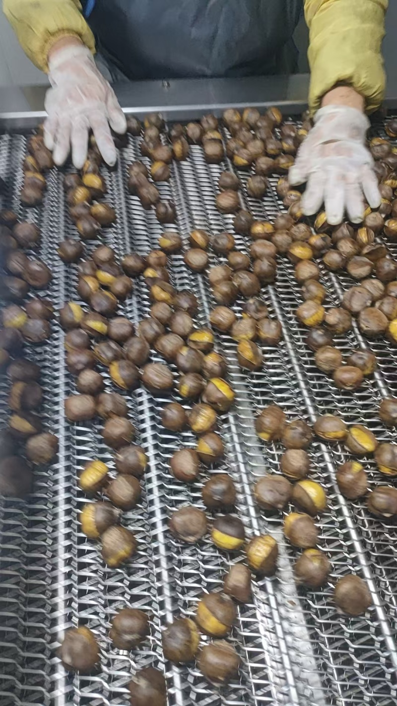 迁西老树冰栗
