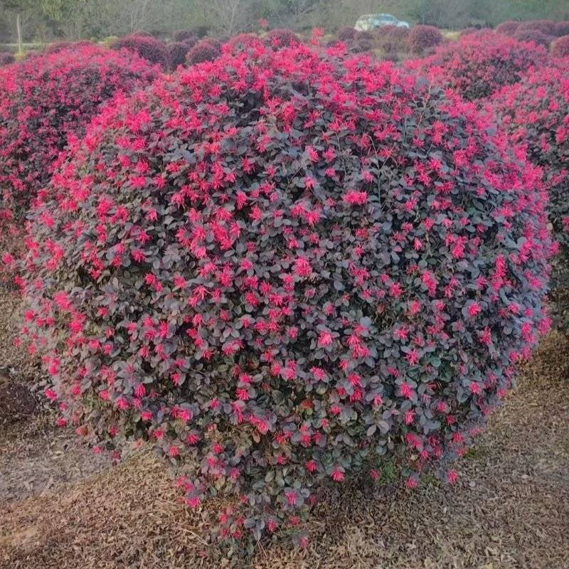 红花继木球，红花继木，80一1.8米，规格齐全，继木球