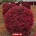 红花继木球,红花继木,80一1.8米,规格齐全,继木球