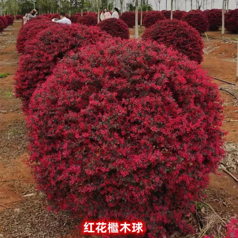 红花继木球，红花继木，80一1.8米，规格齐全，继木球