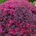 红花继木球,红花继木,80一1.8米,规格齐全,继木球