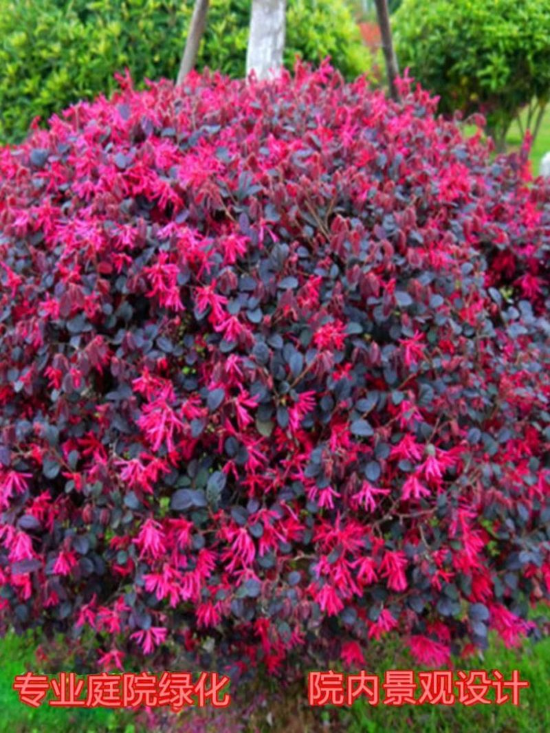 红花继木球，红花继木，80一1.8米，规格齐全，继木球