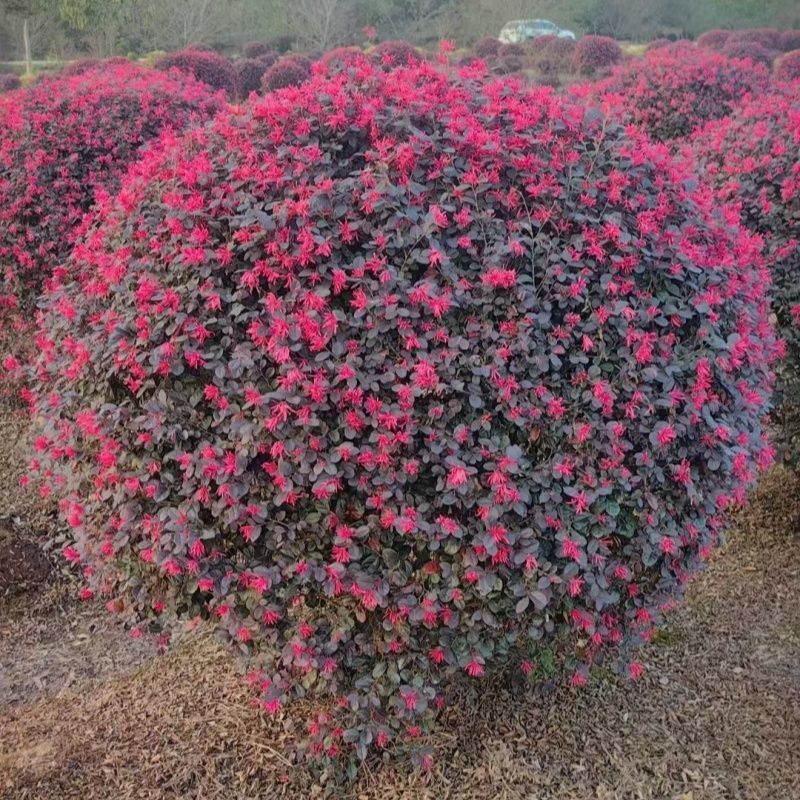 红花继木球，红花继木，80一1.8米，规格齐全，继木球