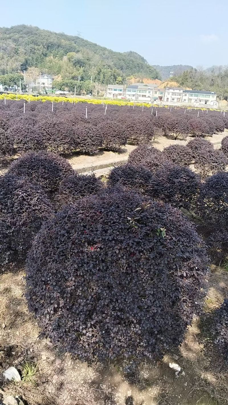 红花继木球，红花继木，80一1.8米，规格齐全，继木球