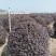 红花继木球,红花继木,80一1.8米,规格齐全,继木球