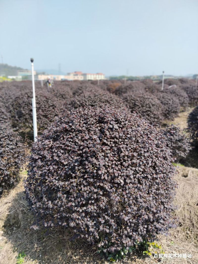 红花继木球，红花继木，80一1.8米，规格齐全，继木球