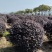 红花继木球,红花继木,80一1.8米,规格齐全,继木球