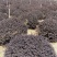 红花继木球,红花继木,80一1.8米,规格齐全,继木球