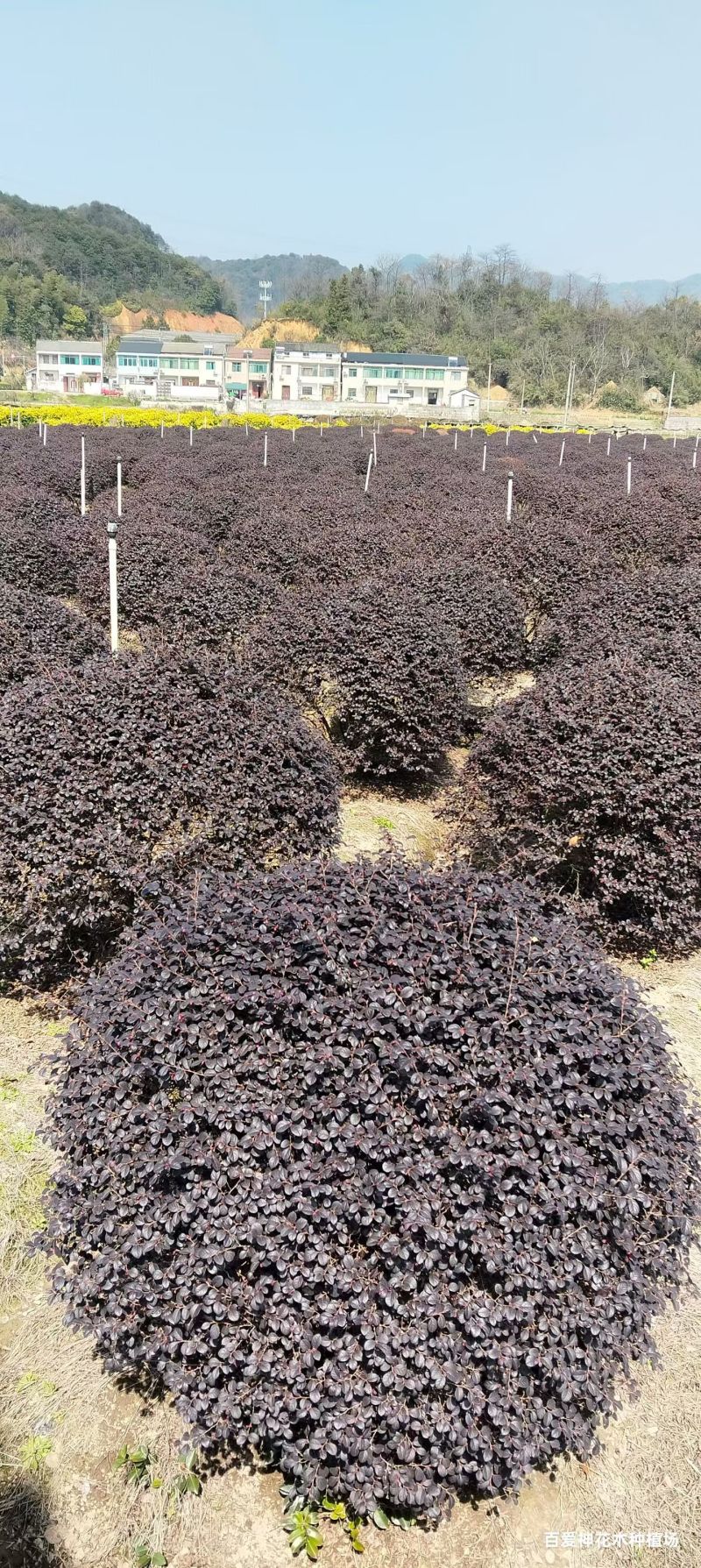 红花继木球，红花继木，80一1.8米，规格齐全，继木球