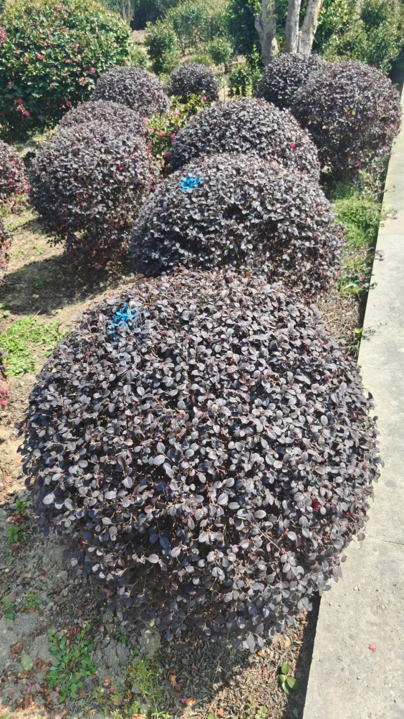 红花继木球，红花继木，80一1.8米，规格齐全，继木球