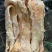 生牛板筋