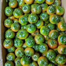 辽宁精品绿定西红柿一手货源品质保证量大价优