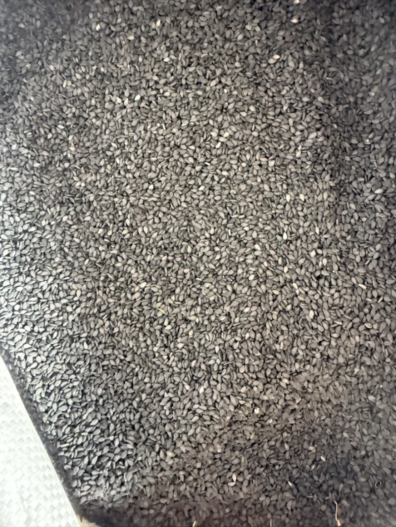 黑芝麻色选黑芝麻质量保证