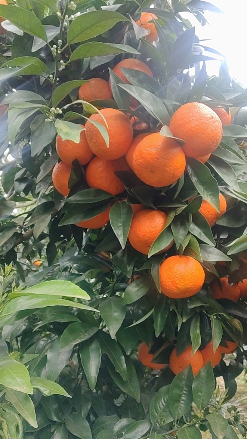 沃柑