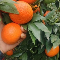 沃柑