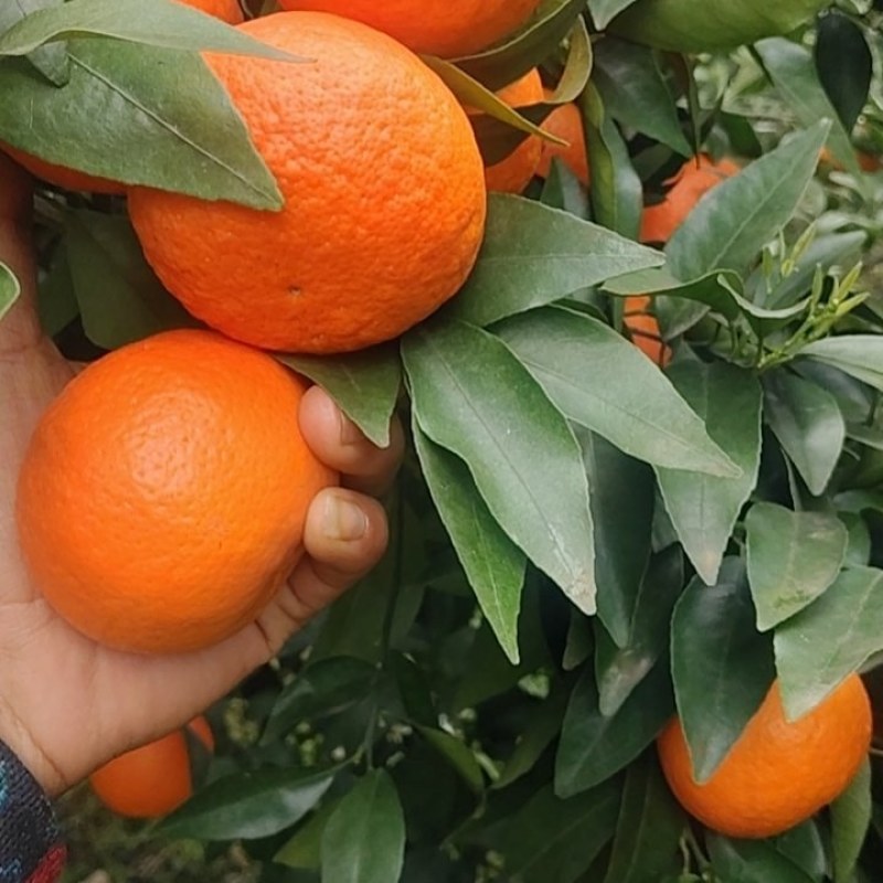 沃柑