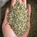 火麻仁中药材批发火麻仁质量保证