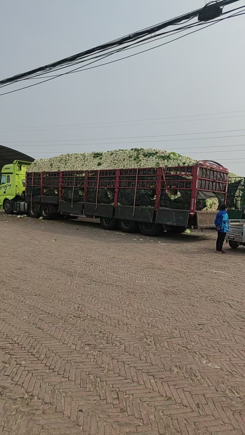 黄心大白菜矮颗玲玲黄金粉翠矮课小黄心净菜毛菜入库打包打冷