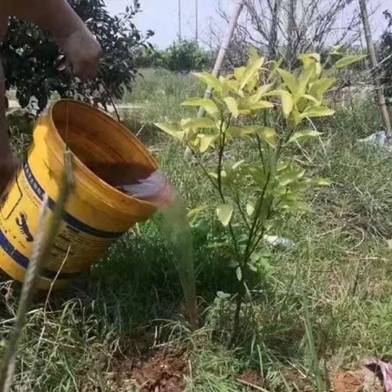 万乐秀中微量元素水溶肥为土壤微生物提供营养解除逆境胁迫