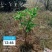 万乐秀中微量元素水溶肥为土壤微生物提供营养解除逆境胁迫