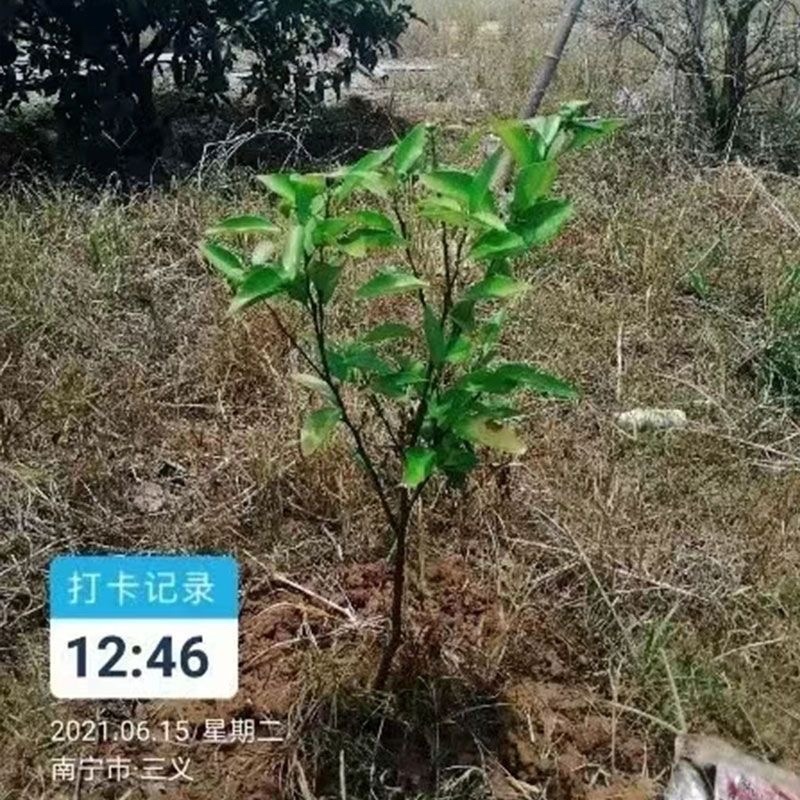 万乐秀中微量元素水溶肥为土壤微生物提供营养解除逆境胁迫