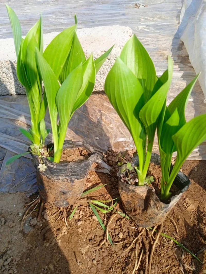 玉簪，耐寒耐旱，直发基地，多年生宿根