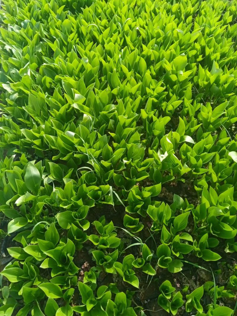 玉簪，耐寒耐旱，直发基地，多年生宿根