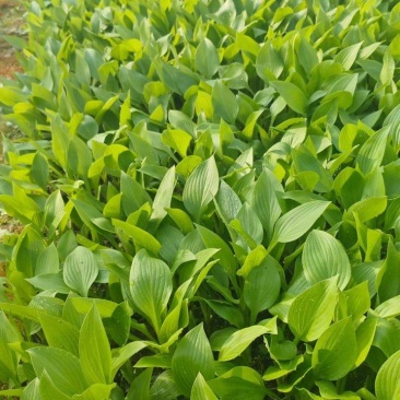 玉簪，耐寒耐旱，直发基地，多年生宿根