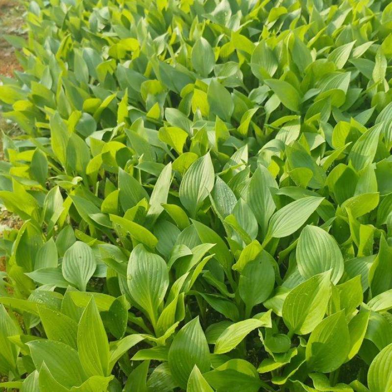 玉簪，耐寒耐旱，直发基地，多年生宿根