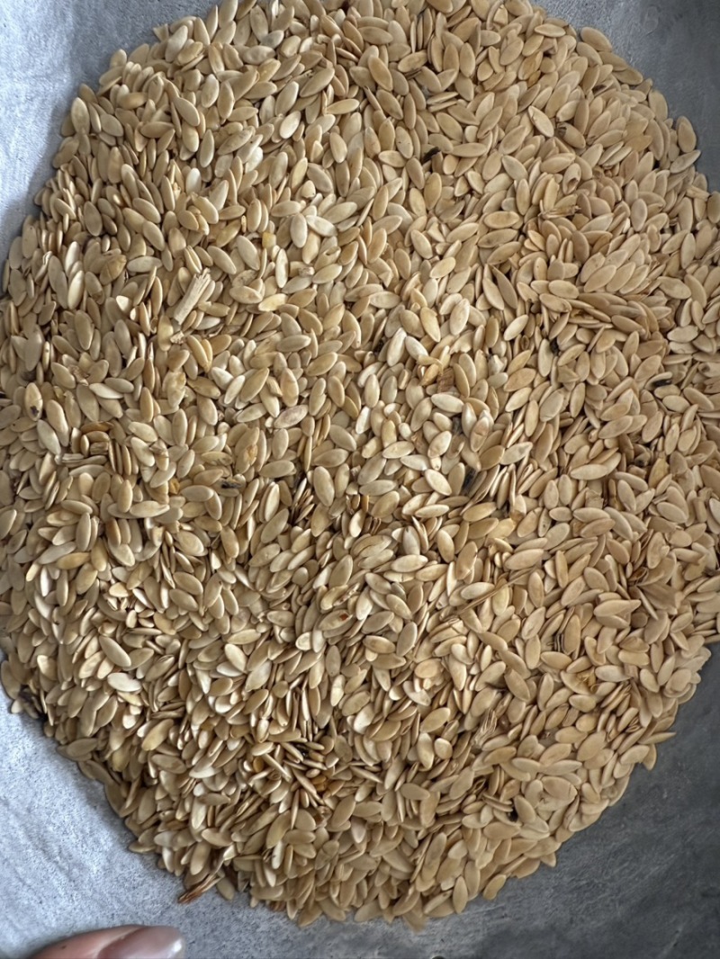 黄瓜籽规格齐全南七北参中药材批发