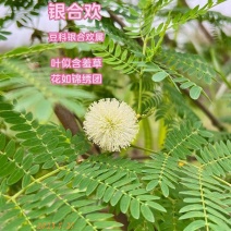 速生银合欢种子，固土护坡，花叶俱美，四季好养