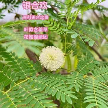 速生银合欢种子，固土护坡，花叶俱美，四季好养