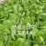 黄心大白菜矮颗玲玲黄金粉翠矮课小黄心净菜毛菜入库打包打冷